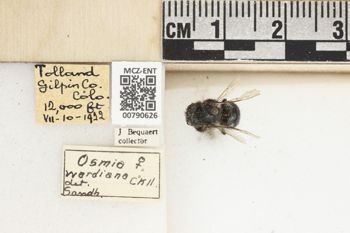 Media type: image;   Entomology 790626 Aspect: Labels